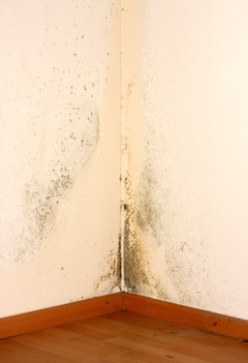 Mold in the home: how big a health problem is it?