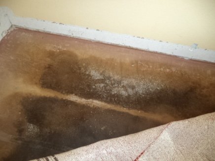 black mold in a rental house