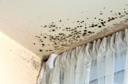 Black Mold Removal: Why You Shouldn't Remove It Yourself