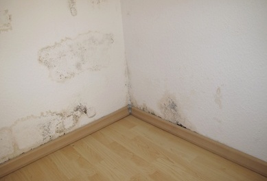 Toxic black mold identification photos and info. What toxic mold looks like.